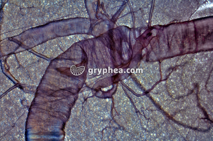 Trachées de Criquet x25 - gryphea.com